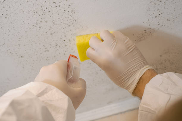 Best Basement Mold Removal  in Westminster, CA